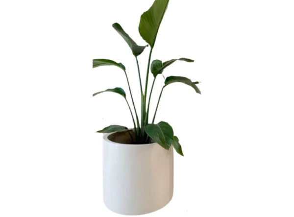 Maceta Cilindro 60x60 En Fibra De Vidrio Reforzada Minimalista