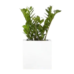 Maceta Cubo 30x30 En Fibra De Vidrio Reforzada Minimalista