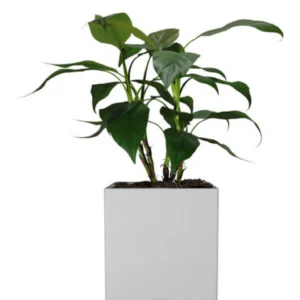 Maceta Cubo 60x60 En Fibra De Vidrio Reforzada Minimalista